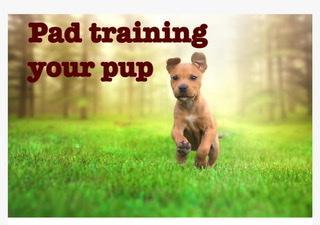 House Training Tips for Your Puppy